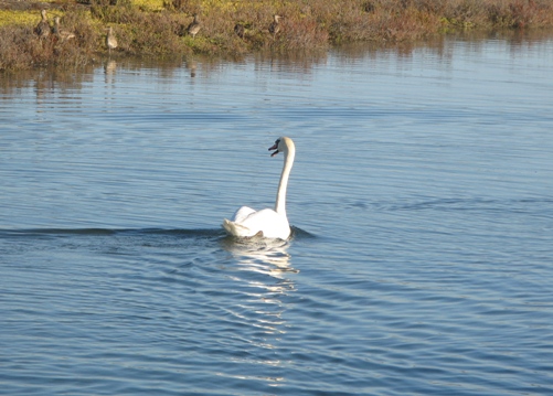 Swan swimming away