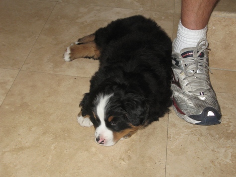 bernese mountain dog