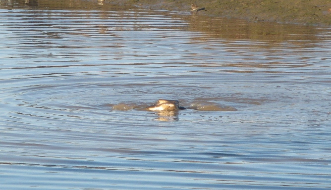 Ray in Newport Shores Canal