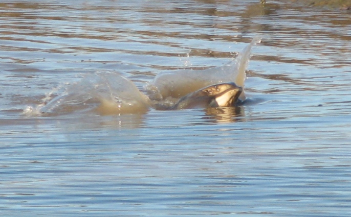 Ray in the Newport Shores Canal