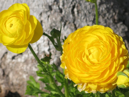 Flowers in Dover Shores