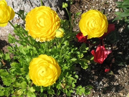 Flowers in Dover Shores