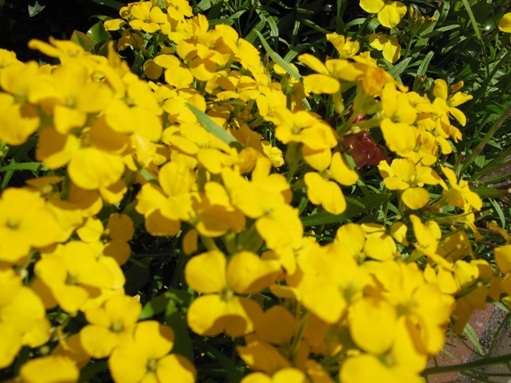 flowers