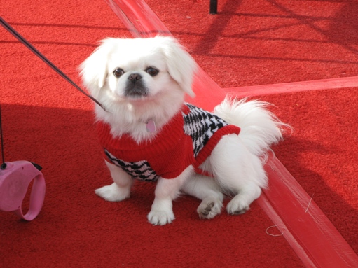 Newport Beach Boat Show puppy
