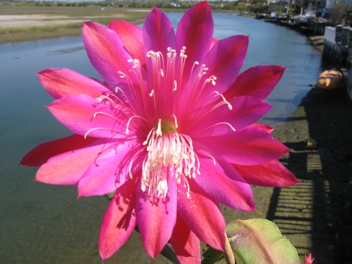 flower 