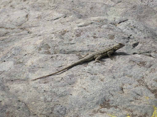 trabuco canyon - lizard