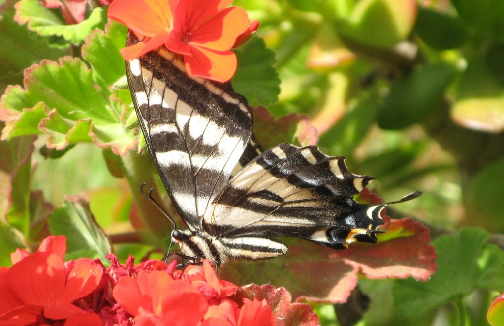 trabuco canyon - butterfly