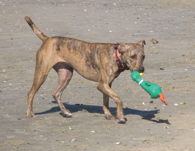 Dog at the river jetty