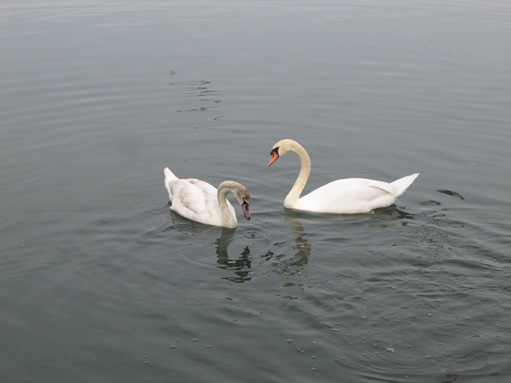 Swans in Newport shores