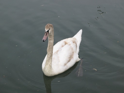 Swans in Newport Shores