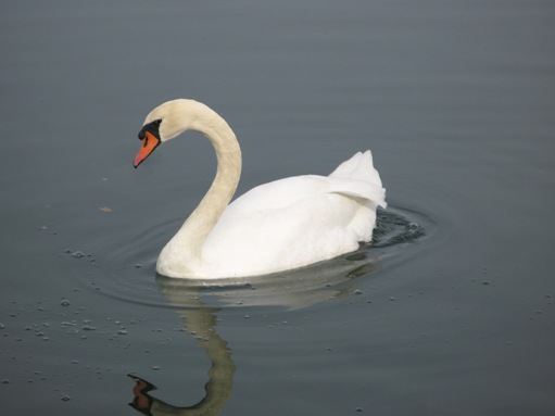 Swans in Newport Shores