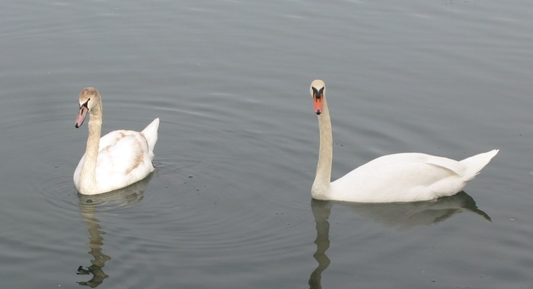 Swans in Newport Shores