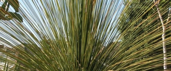 Sherman Gardens in Corona del Mar