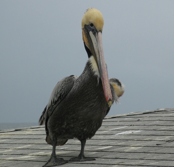 pelican on the Newport Beach pier