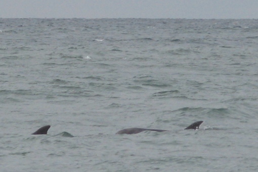Dolphins