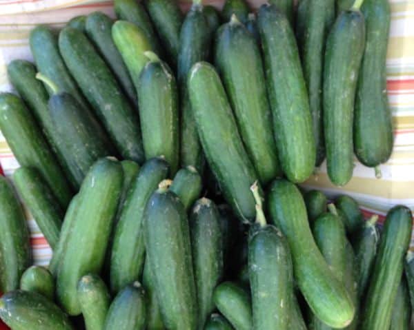 Newport beach farmers market