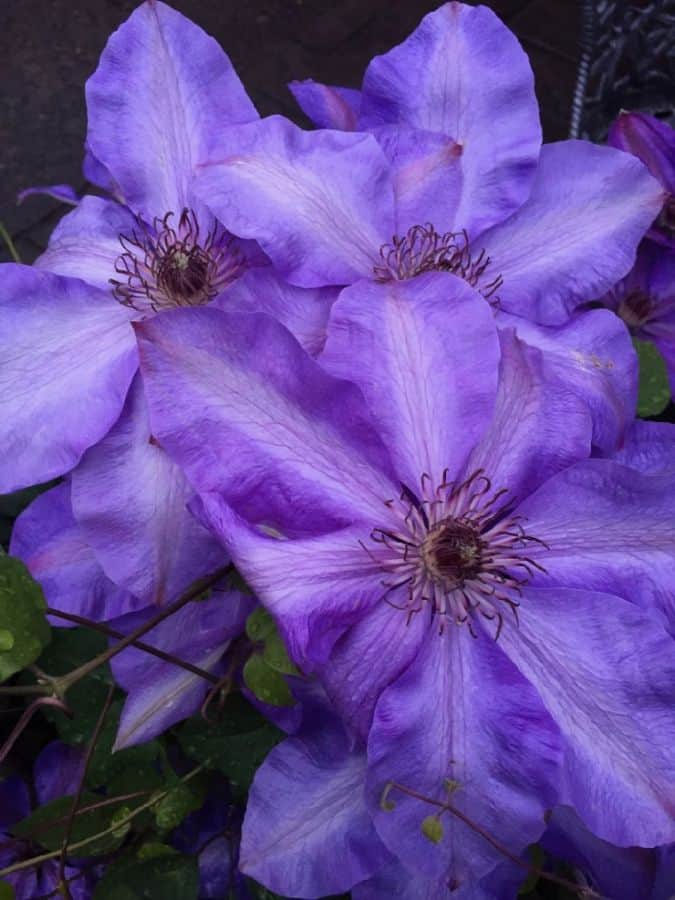 Flowers for front of home