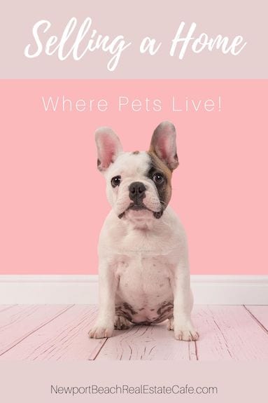 Selling a Home Where Pets Live