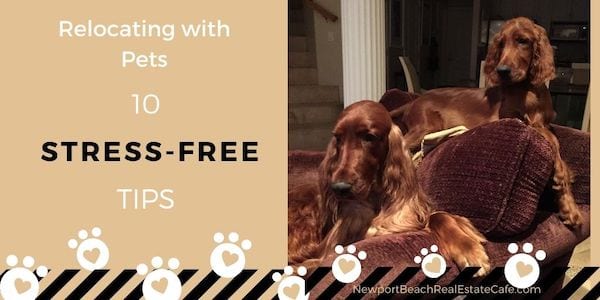 Relocating with Pets | Ten Tips for for an Stress-Free Move