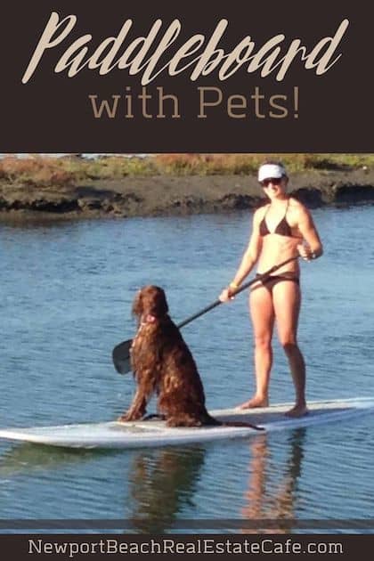 Paddleboard with Pets