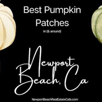 pumpkin patches