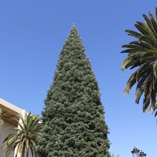 Fashion Island Christmas tree