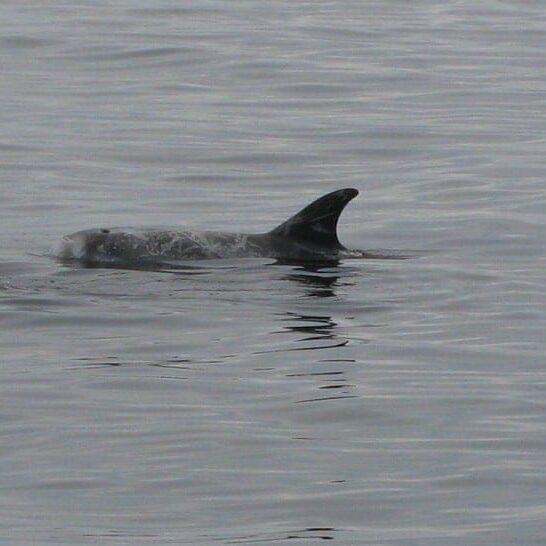 porpoise at catalina island