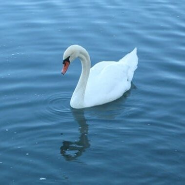 swan in newport shores