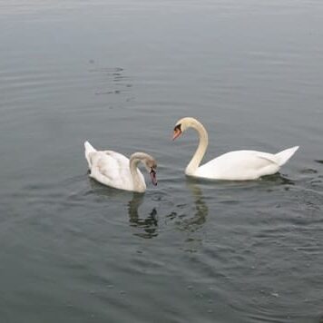 swans in newport shores in newport beach