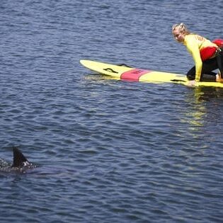 wayward dolphin in bolsa chica